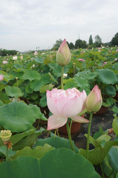 荷花3