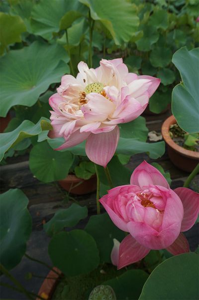 荷花3