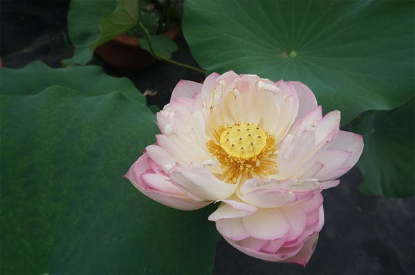 荷花3