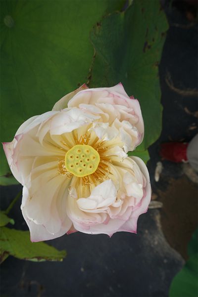 荷花3