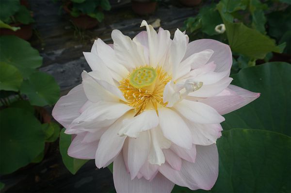 荷花3