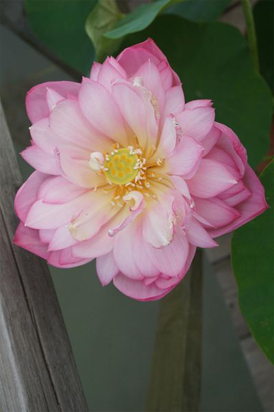 荷花3