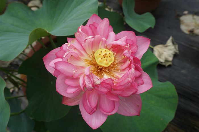 荷花4
