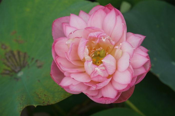 荷花4