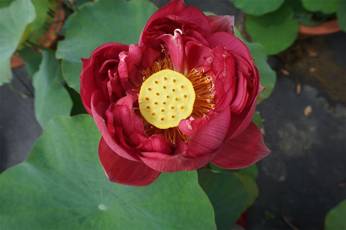 荷花4