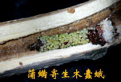 园林绿化钻蛀性害虫的天敌产品简介
