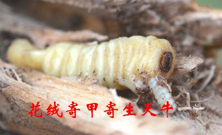 园林绿化钻蛀性害虫的天敌产品简介
