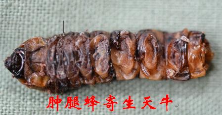 园林绿化钻蛀性害虫的天敌产品简介