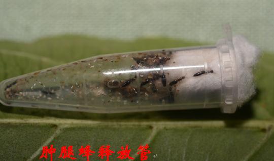 园林绿化钻蛀性害虫的天敌产品简介
