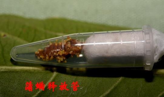 园林绿化钻蛀性害虫的天敌产品简介