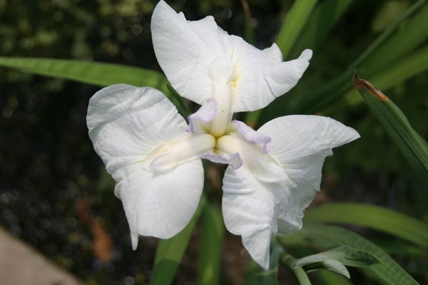花菖蒲系列二