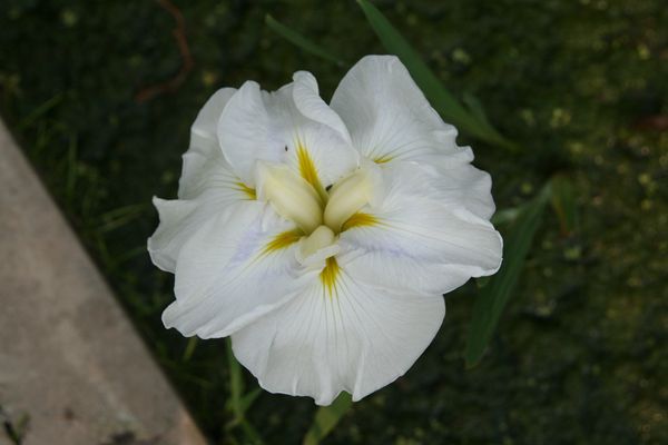 花菖蒲系列二