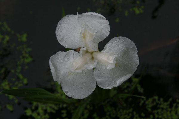 花菖蒲系列二
