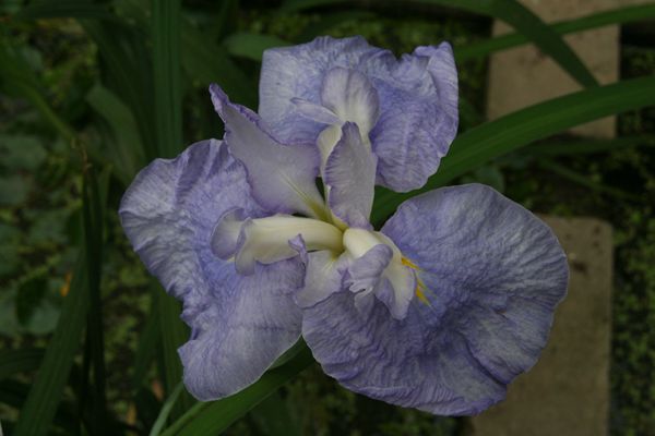 花菖蒲系列二