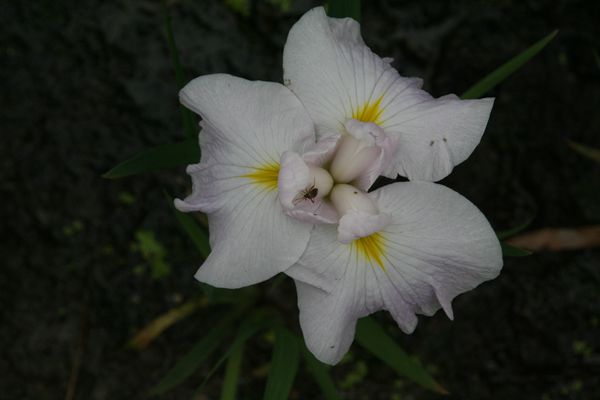 花菖蒲系列二