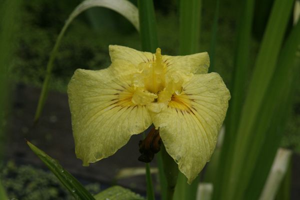 花菖蒲系列二