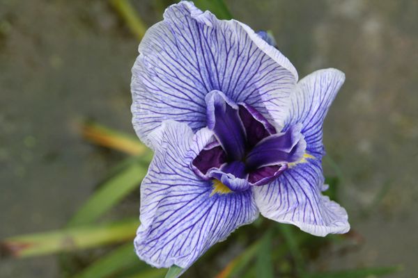 花菖蒲系列二