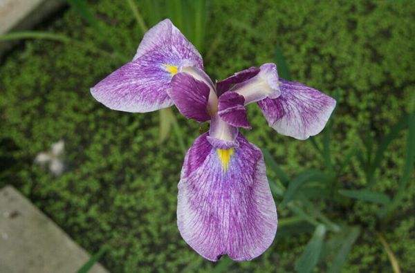 花菖蒲系列三