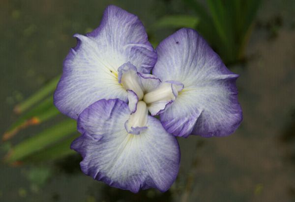 花菖蒲系列三