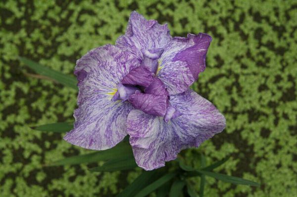 花菖蒲系列三