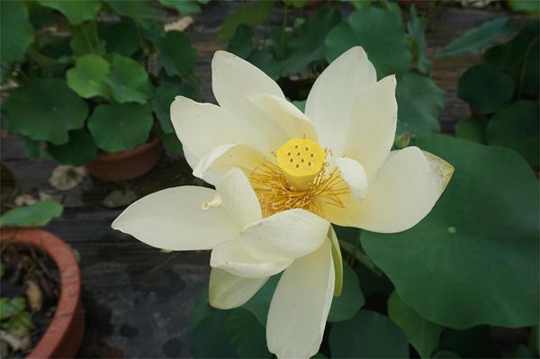 荷花1