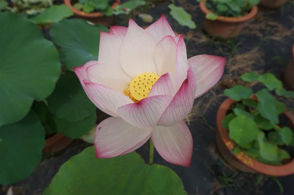 荷花2