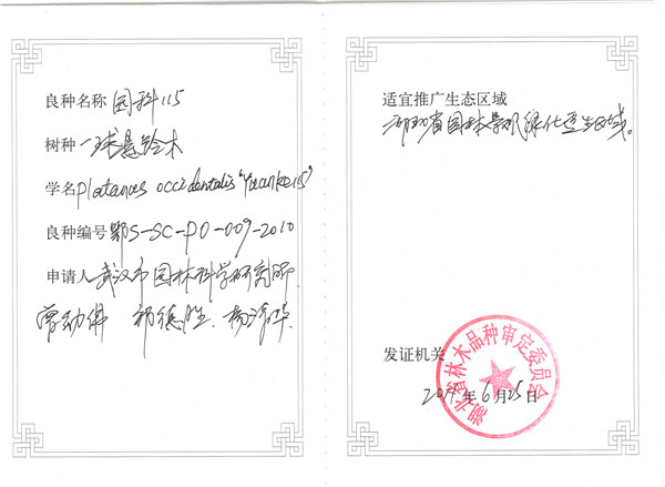 良种：一球悬铃木