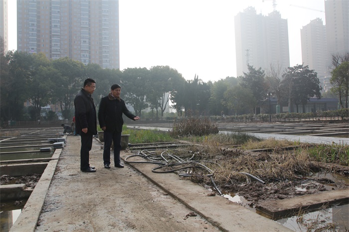 舒局长查看水生植物展示区的建设