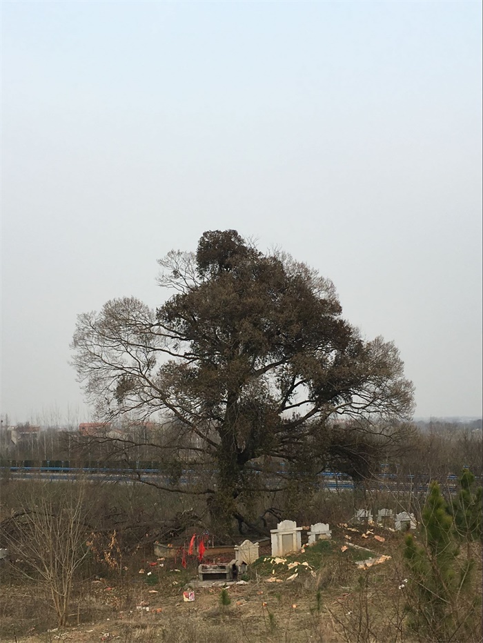 我所为新洲区古树?；ぬ峁┘际踝裳? onmousewheel=