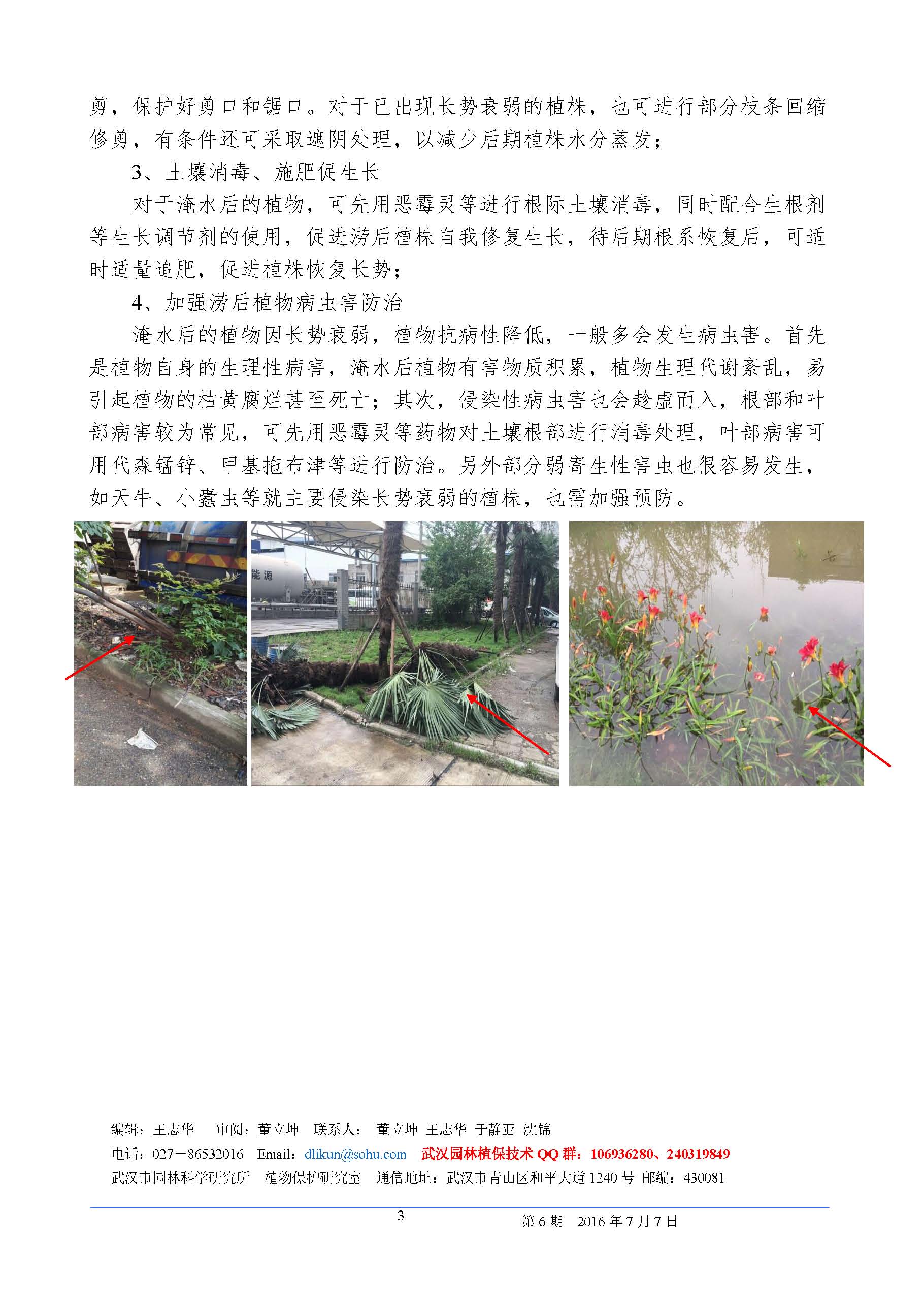 2016年6月园林植物涝害专题