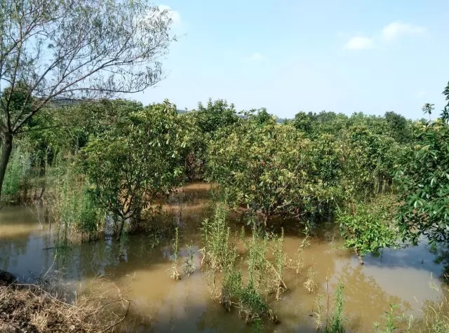 众志成城，鏖战洪灾，市园林科学研究所打响中试基地抗洪救灾保卫战！