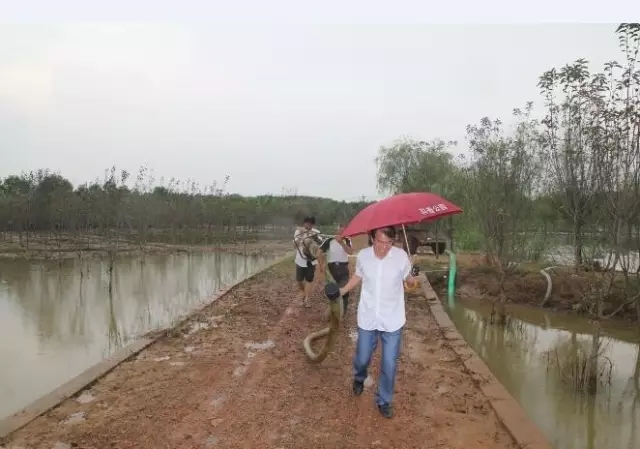 众志成城，鏖战洪灾，市园林科学研究所打响中试基地抗洪救灾保卫战！