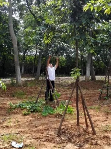 众志成城，鏖战洪灾，市园林科学研究所打响中试基地抗洪救灾保卫战！