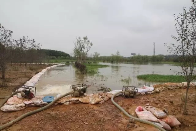 众志成城，鏖战洪灾，市园林科学研究所打响中试基地抗洪救灾保卫战！