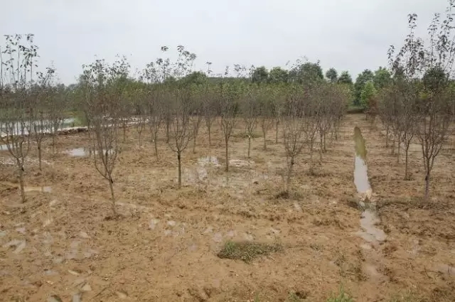 众志成城，鏖战洪灾，市园林科学研究所打响中试基地抗洪救灾保卫战！