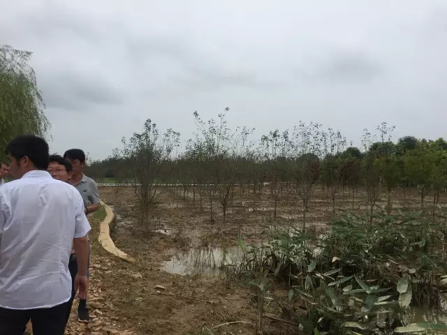 众志成城，鏖战洪灾，市园林科学研究所打响中试基地抗洪救灾保卫战！