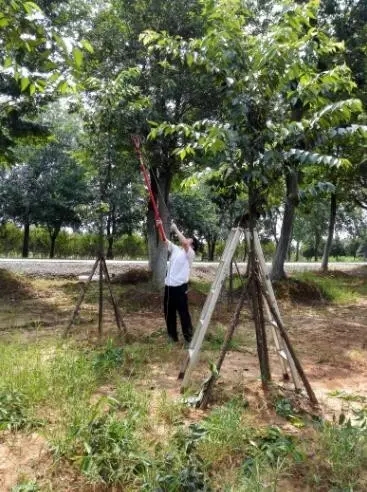 众志成城，鏖战洪灾，市园林科学研究所打响中试基地抗洪救灾保卫战！