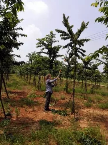 众志成城，鏖战洪灾，市园林科学研究所打响中试基地抗洪救灾保卫战！