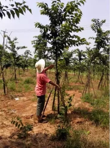 众志成城，鏖战洪灾，市园林科学研究所打响中试基地抗洪救灾保卫战！