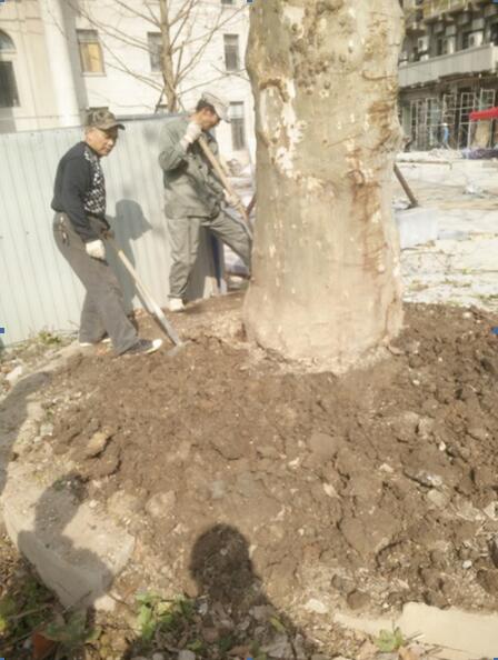 我所为保护中山大道法桐树献策出力