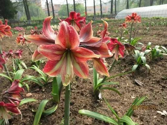 科普公园里的大课堂活动 ----“花卉鉴赏与识别”
