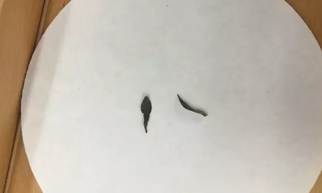 探秘植物的种子 ――记武汉市园林科研所市民园林学校2017年第2期活动