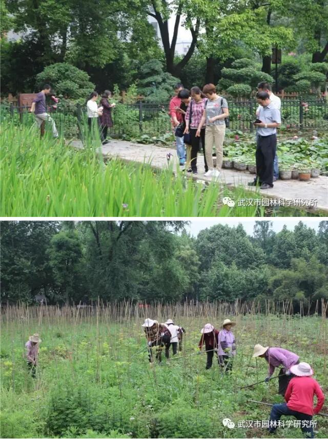 河北省沧州市园林绿化局考察团来我所参观学习