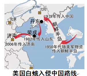 美国白蛾入侵来犯---科研院专题解答