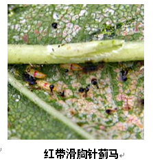 武汉市园林植保信息2017年第6期
