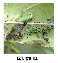 武汉市园林植保信息2017年第6期
