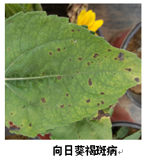 武汉市园林植保信息2017年第6期