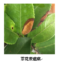 武汉市园林植保信息2017年第6期