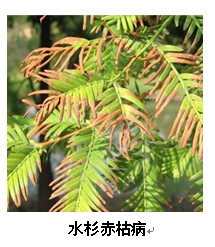武汉市园林植保信息2017年第6期