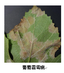 武汉市园林植保信息2017年第6期